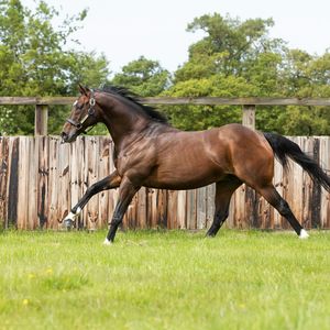 Image post by @juddmonte on Instagram