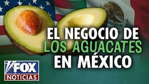 Video post by @foxnoticiasoficial on YouTube