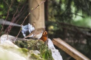 Image post by @rspb on Instagram