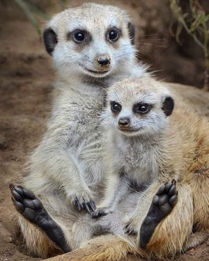 Image post by @sandiegozoo on Instagram