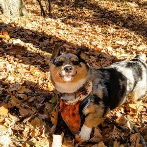 Image post by @evolvepetfood on Instagram