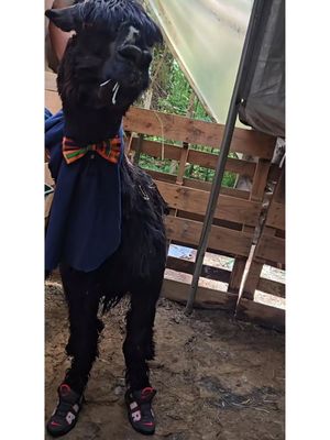 Image post by @upendoestatesfarm on Instagram