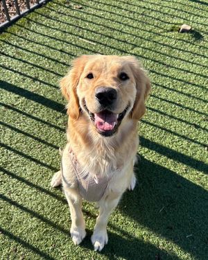 Image post by @chasriverdogs on Instagram