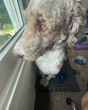 Image post by @floofy.coopy.doodle on Instagram