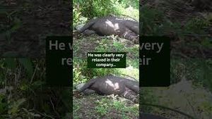 Video post by @bbcearth on YouTube
