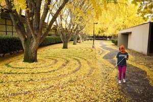 Image post by @sacstate on Twitter