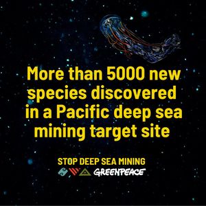 Image post by @greenpeace on Instagram