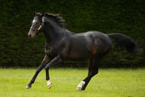 Image post by @juddmonte on Instagram