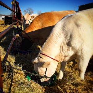 Image post by @nationalwestern on Instagram
