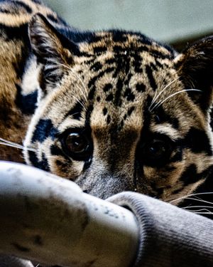 Image post by @thetorontozoo on Instagram