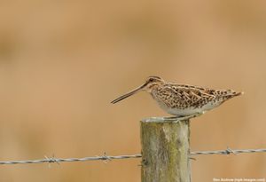 Image post by @rspb on Instagram