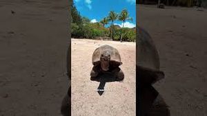 Video post by @beautifuldestinationsyoutube on YouTube