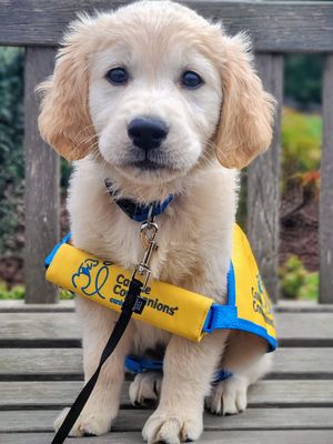 Image post by @canineorg on Instagram