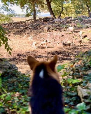 Image post by @merlinisacorgi on Instagram