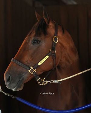 Image post by @fanduel_racing on Instagram