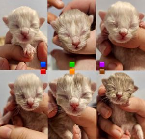 Image post by @brunrik.and.pyrene.ragdolls on Instagram