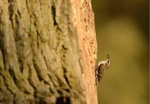 Image post by @rspb on Instagram