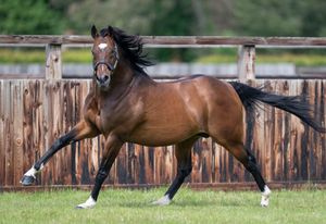 Image post by @juddmonte on Instagram