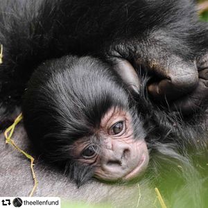 Image post by @ellendegeneres on Instagram