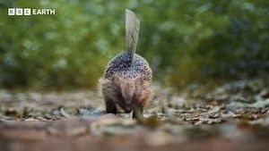Video post by @bbcearth on YouTube