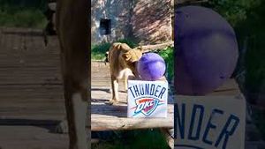 Video post by @sacramentokings on YouTube