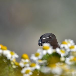Image post by @rspb on Instagram