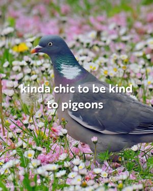 Image post by @rspb on Instagram
