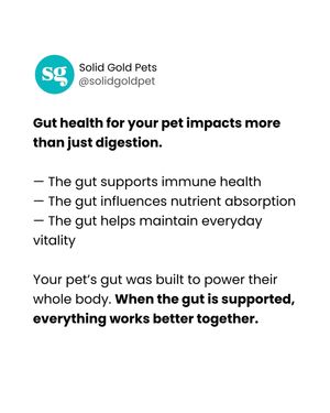 Image post by @solidgoldpets on Instagram