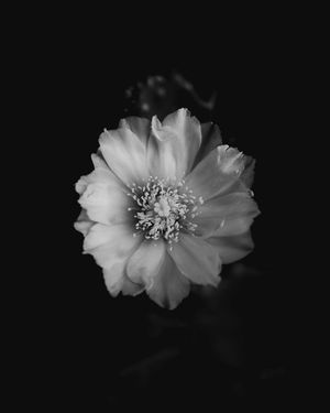 Image post by @xrprelic on Instagram