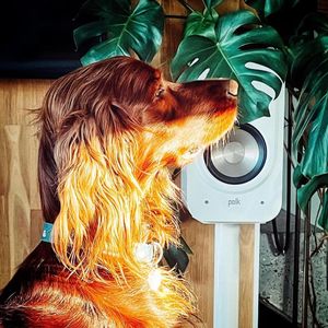 Image post by @polkaudio on Instagram