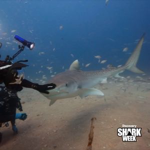 Video post by @SharkWeek on Twitter