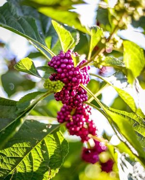Image post by @ahs_gardening on Instagram