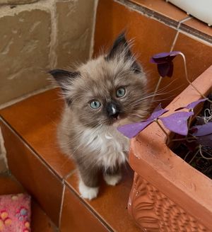 Image post by @brunrik.and.pyrene.ragdolls on Instagram