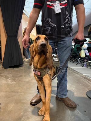 Image post by @mnwildpup on Twitter