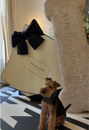 Video post by @jomalonelondon on TikTok