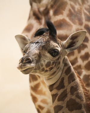Image post by @thetorontozoo on Instagram