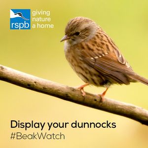 Image post by @rspb on Instagram