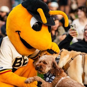 Image post by @saltlakebees on Instagram