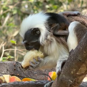 Image post by @fundacionloros on Instagram