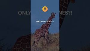 Video post by @curiositystreaming on YouTube