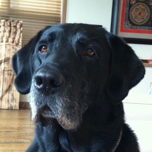 Image post by @drhempdog on Instagram