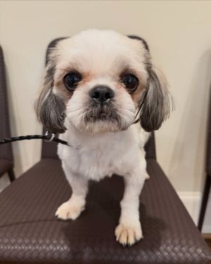 Image post by @heartsandbonesrescue on Instagram