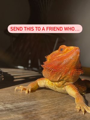 Image post by @petsmart on Instagram