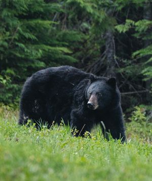 Image post by @whistlerblackcomb on Instagram