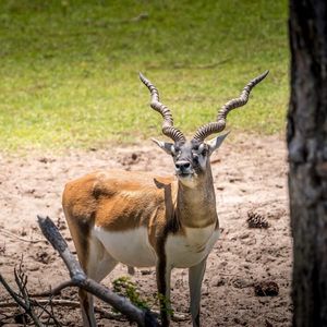 Image post by @GulfBreezeZoo on Facebook