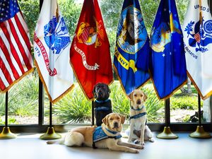 Image post by @canineorg on Instagram