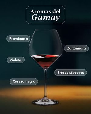 Image post by @riedelpartner_vnzla on Instagram