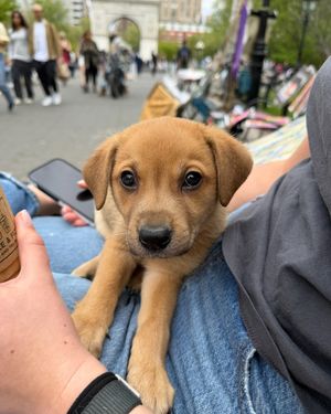 Image post by @heartsandbonesrescue on Instagram