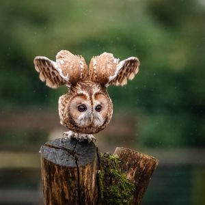 Image post by @animalplanet on Instagram