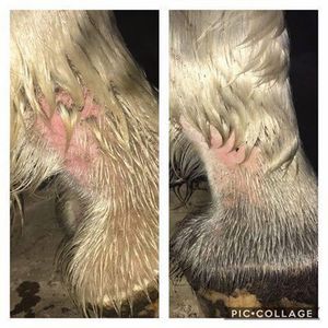 Image post by @equinecareprobiotic on Instagram